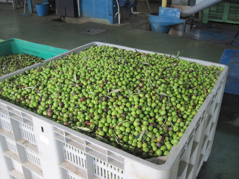 8-olive-per-macinazione