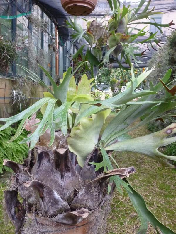10-le-piante-carnivore