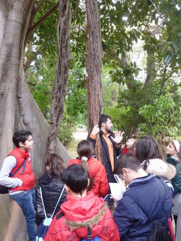 15-radici-aeree-ficus
