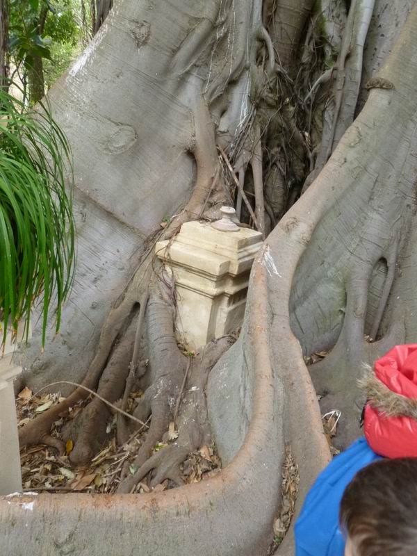 3-che-strangolatore-il-ficus