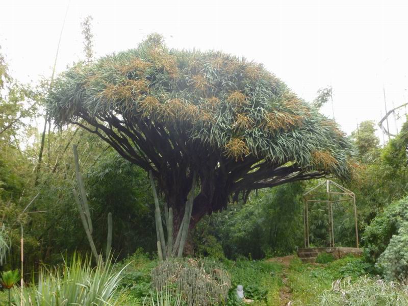 4-dracena-drago