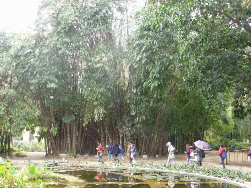 6-il-bambu