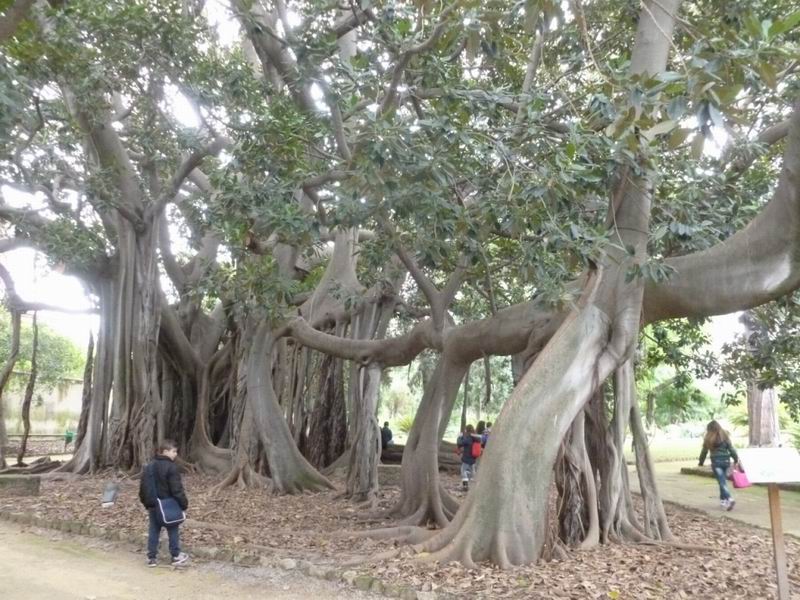 7-il-ficus-piu-grande-europa