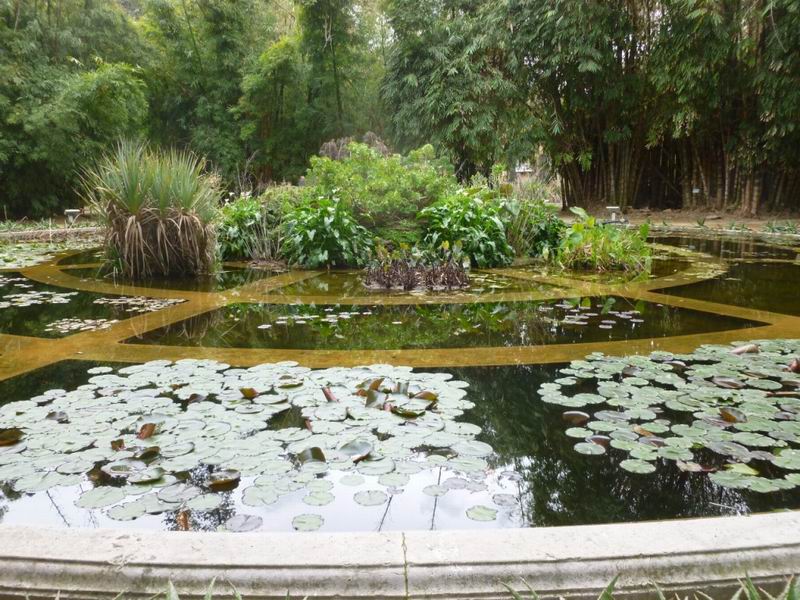 9-le-piante-acquatiche