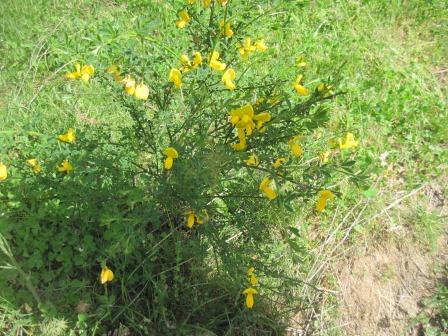 20-ginestra