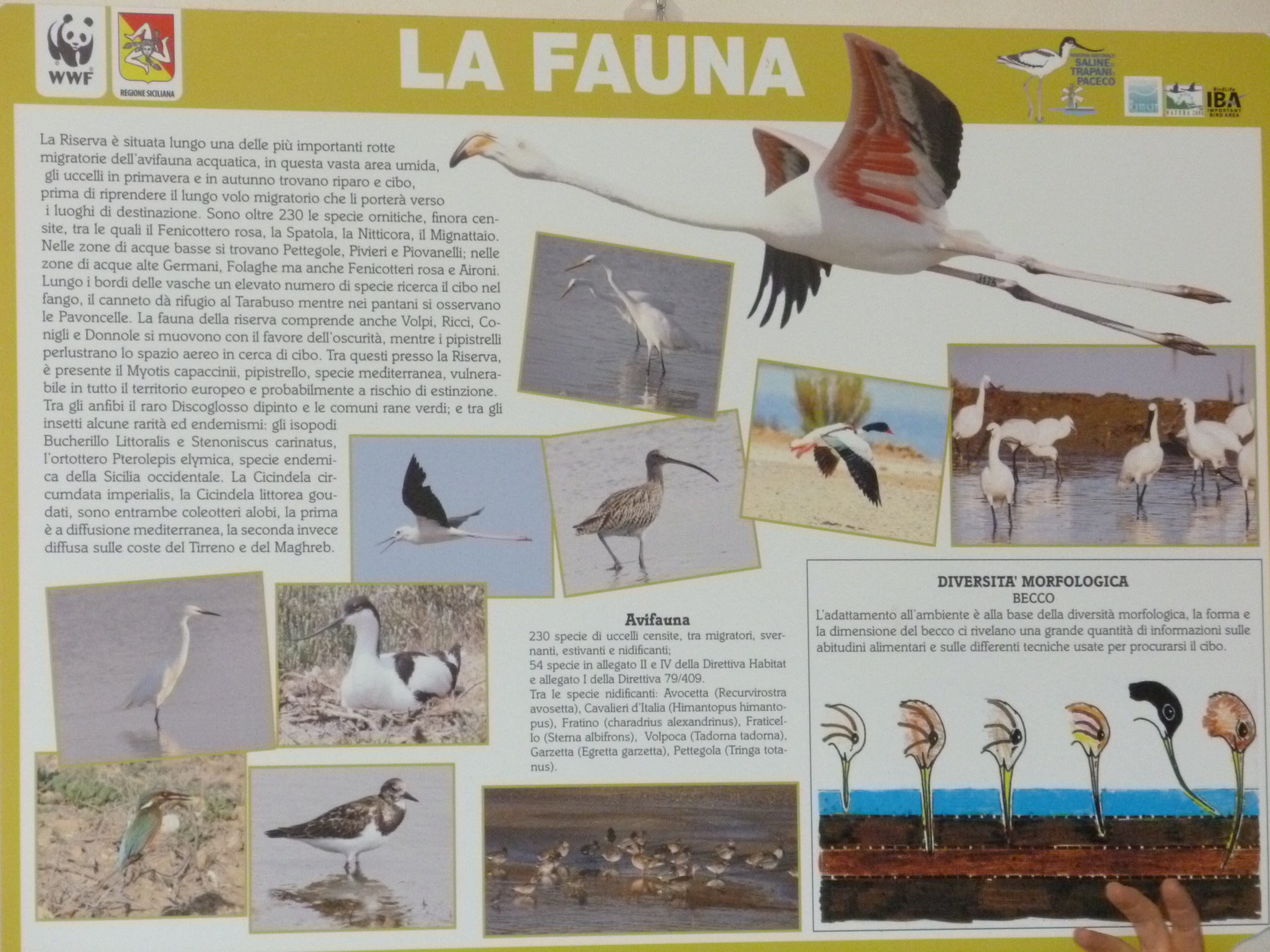 5-avifauna-della-riserva-delle-saline-di-trapani-e-paceco