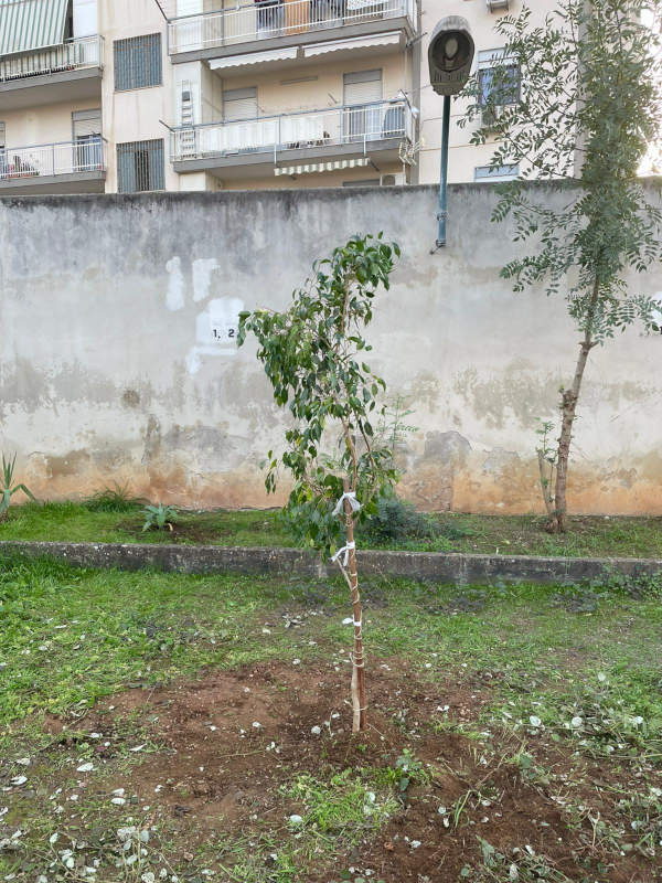 30-festa-albero-sec