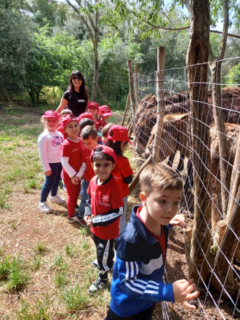 bosco-di-tommy-11