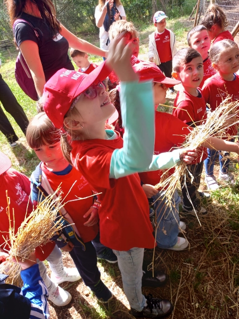 bosco-di-tommy-12